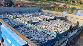 Sezonu açıldı; Tonlarca avladılar