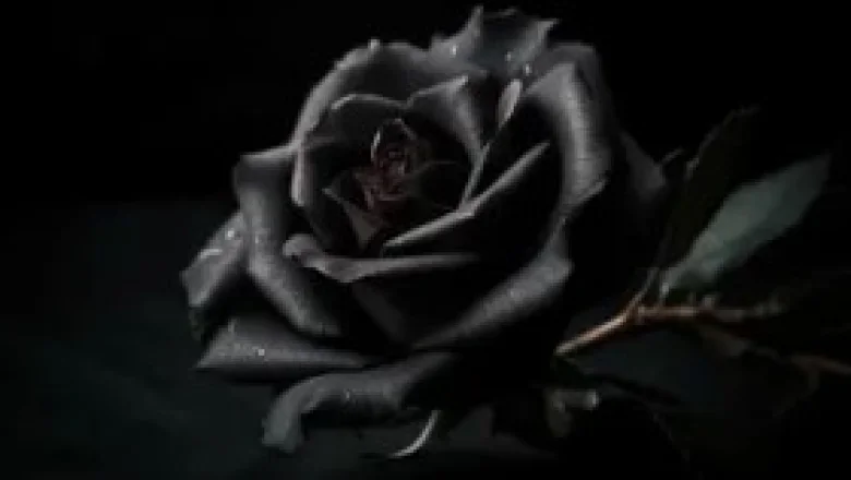 SGC Başkanı Matur'un acı günü