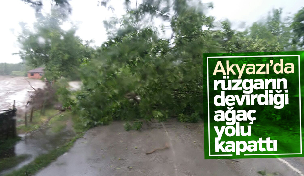 Şiddetli Rüzgar Ağacı Devirdi