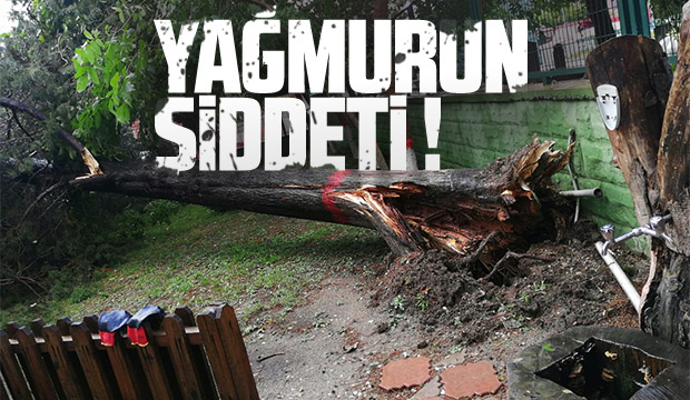 Şiddetli Yağış Ağacı Devirdi