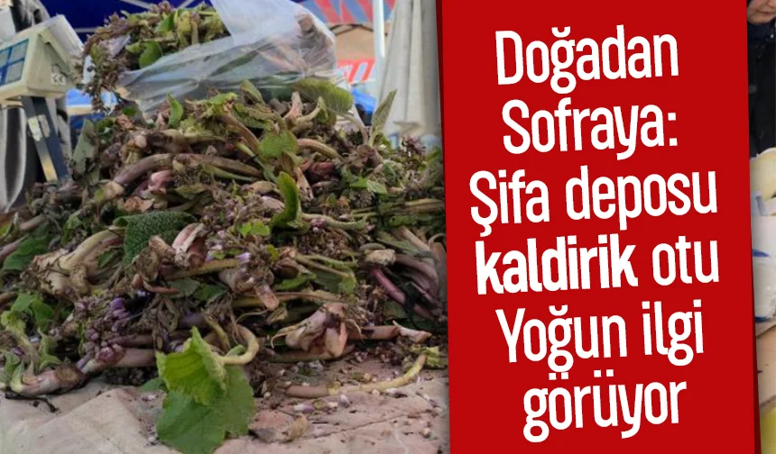 Şifa deposu kaldirik otunun faydaları