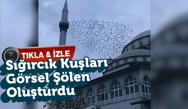Sığırcık kuşları görsel şölen oluşturdu