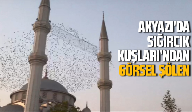 Sığırcık kuşlarından görsel şölen