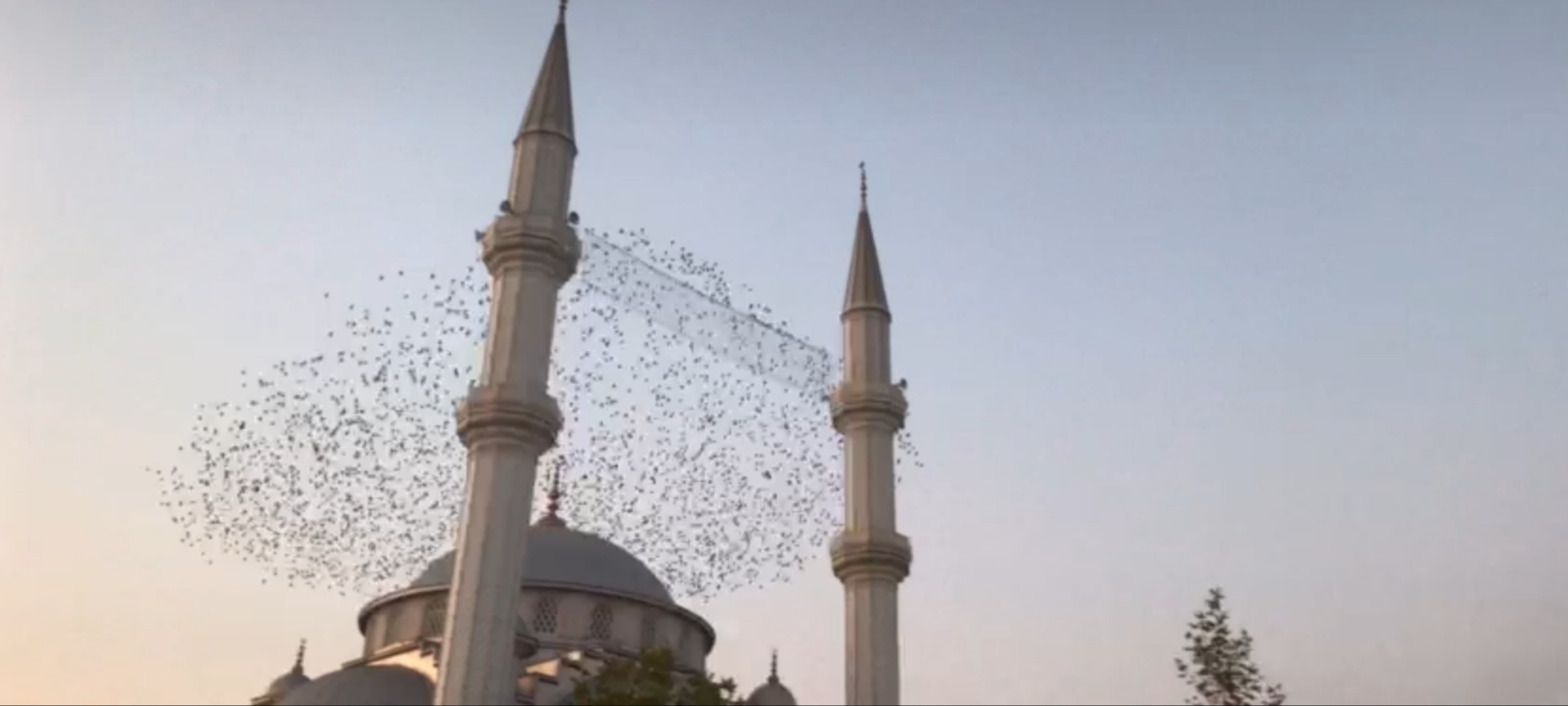 Sığırcık kuşlarından görsel şölen