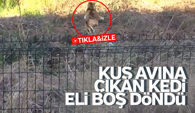 Sinsi Kedi Kuşu Avlayamadı