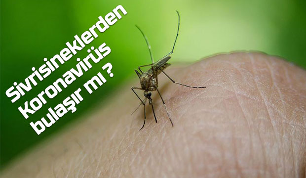 Sivrisineklerden Koronavirüs bulaşır mı