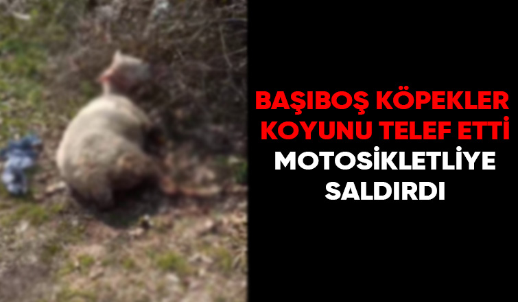 Sokak köpekleri koyunu telef etti
