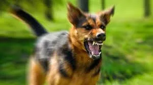 Sokak köpeklerinin ağır yaraladığı çocuğun ailesine 5 milyonluk tazminat