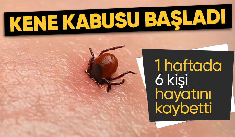 Son dönemde artan tehlike: Kene ısırması nedeniyle 6 kişi hayatını kaybetti