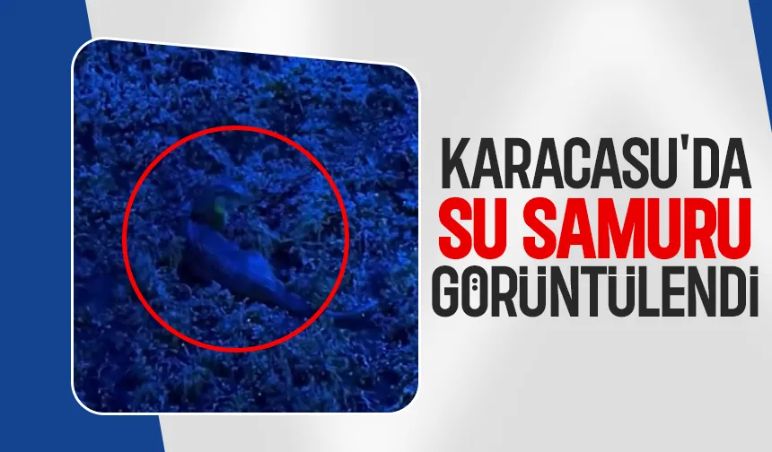 Su samuru böyle görüntülendi