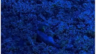 Su samuru böyle görüntülendi