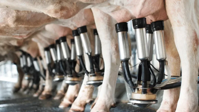 Şubat ayında 887 bin 774 ton inek sütü toplandı