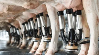 Şubat ayında 887 bin 774 ton inek sütü toplandı