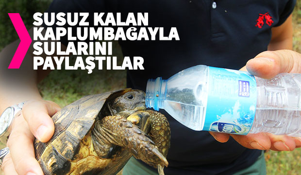 Susuz kalan kaplumbağayla sularını paylaştılar