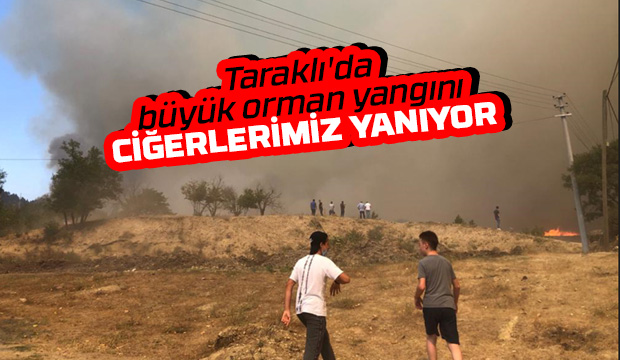 Taraklı'da büyük orman yangını