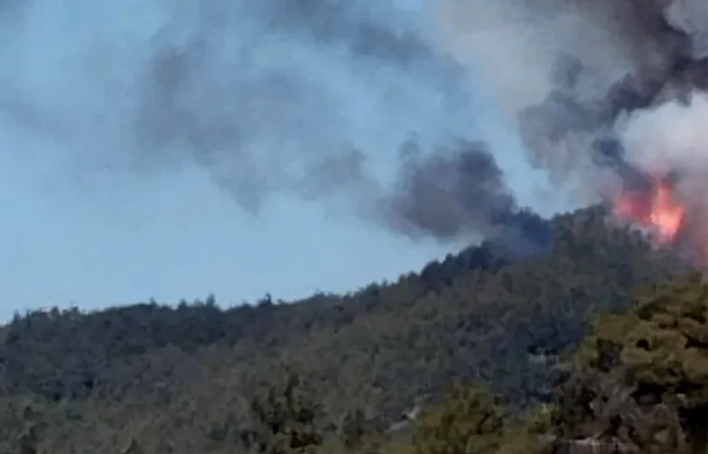 Taraklı'da orman yangını