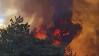 Taraklı'daki orman yangınında son durum