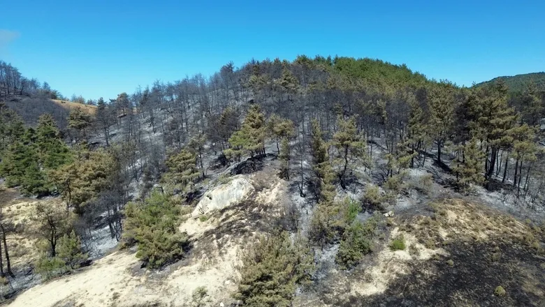 Sakarya'daki orman yangınıyla ilgili gözaltına alınanlar için önemli gelişme