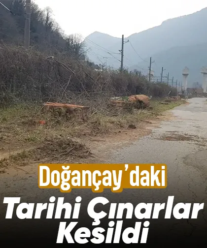 Tarihi çınarlar kuruyunca kesildi