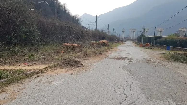 Tarihi çınarlar kuruyunca kesildi