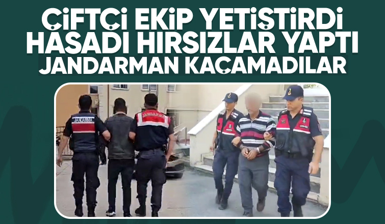 Tarla fareleri jandarmadan kaçamadılar