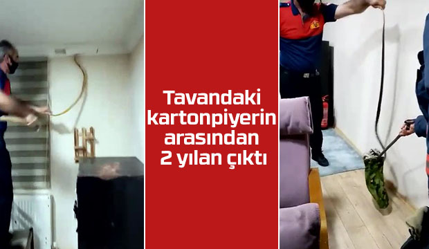 Tavandaki kartonpiyerden 2 yılan çıktı