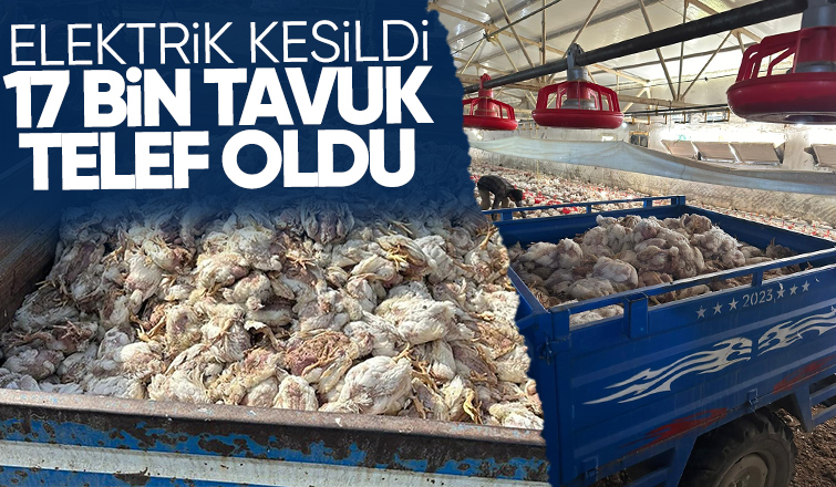 Tavuk çiftliğinde 17 bin tavuk telef oldu