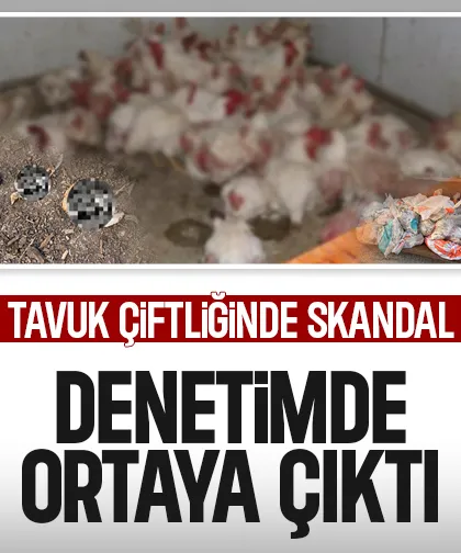 Tavuk çiftliğinde skandal görüntüler