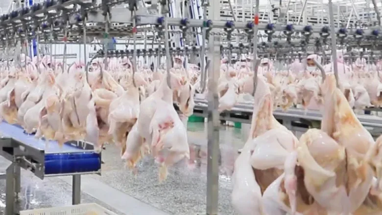 Tavuk eti ve yumurta üretimi verileri açıklandı