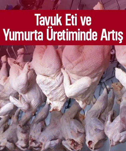 Tavuk eti ve yumurta üretiminde veriler açıklandı