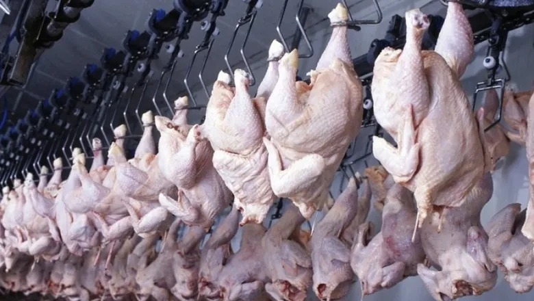 Tavuk eti ve yumurta üretiminde veriler açıklandı