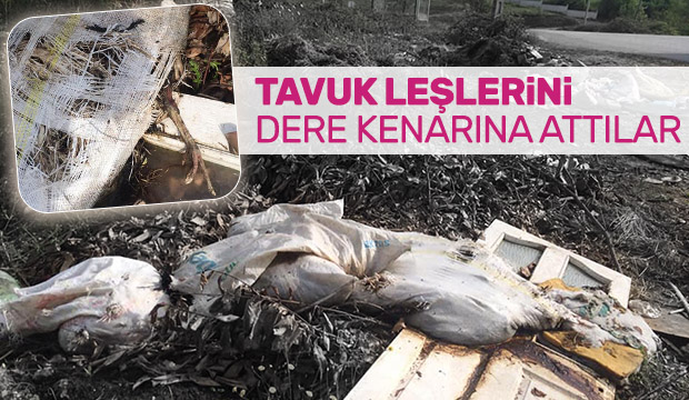 Tavuk leşlerini dere kenarına attılar