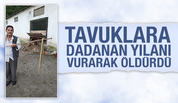 Tavuklara Dadanan Yılanı Vurarak Öldürdü