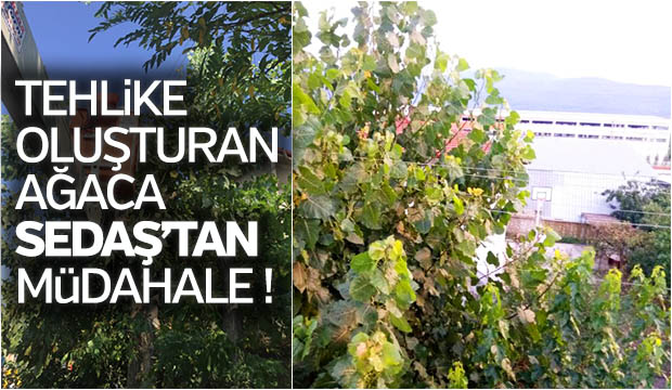 Tehlike oluşturan ağaca SEDAŞdan müdahale