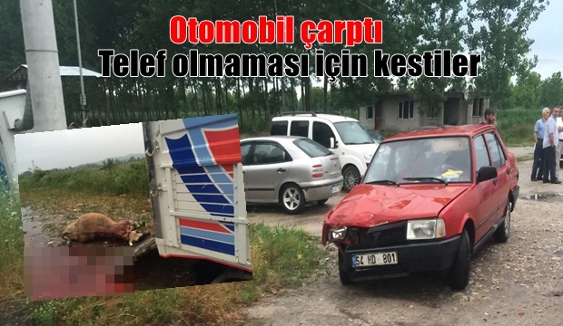 Telef olmasın diye kaza yerinde kestiler