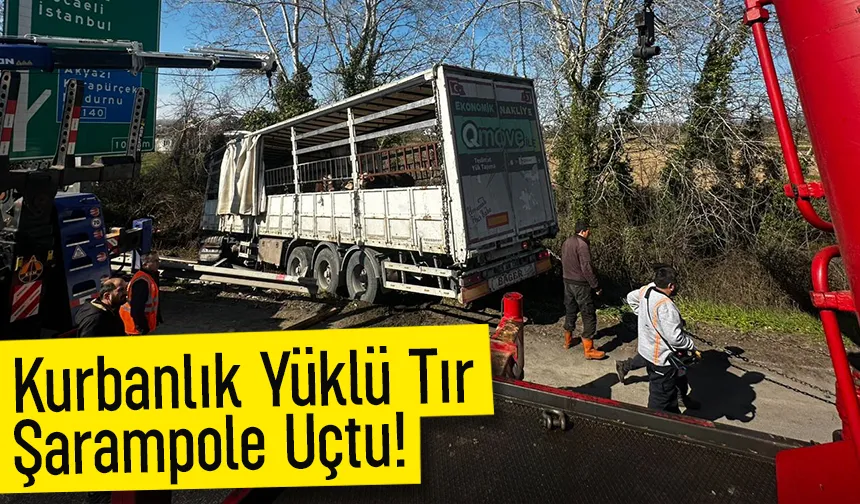 TEM’de kurbanlık taşıyan tır şarampole uçtu