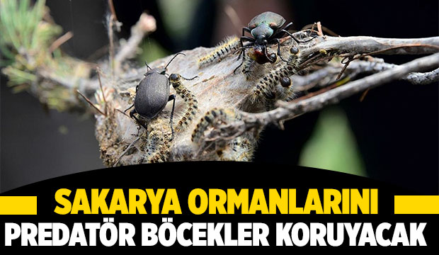 Terminatör böcekler Sakarya ormanlarını istilacı türden temizleyecek