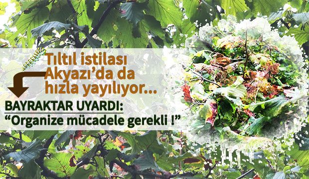 Tırtıl istilası Akyazı'da da hızla yayılıyor