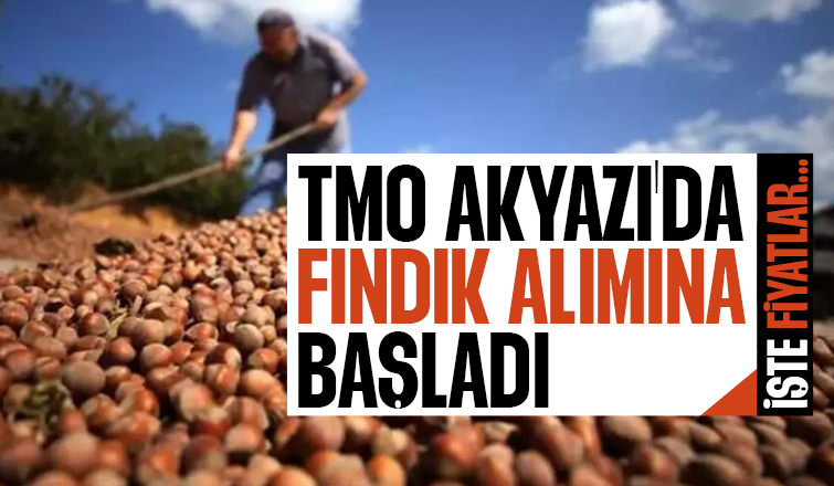 TMO Akyazı'da fındık alımına başladı