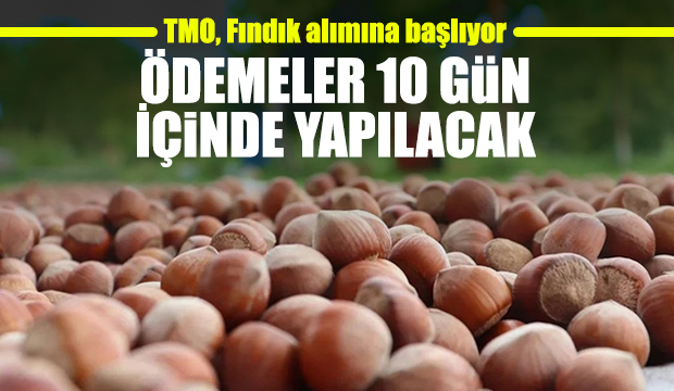 TMO, fındık alımına başlıyor