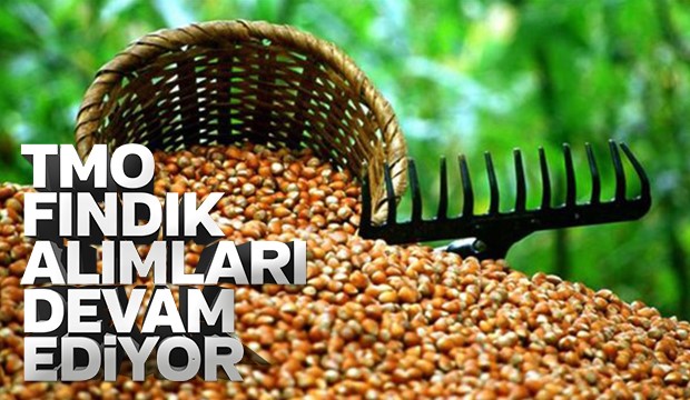 TMO Fındık Alımları Devam Ediyor