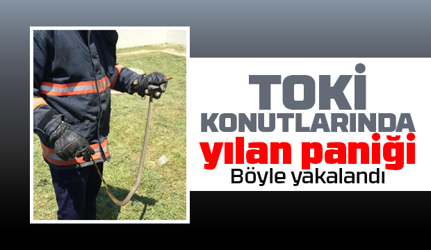 TOKİ konutlarında yılan paniği