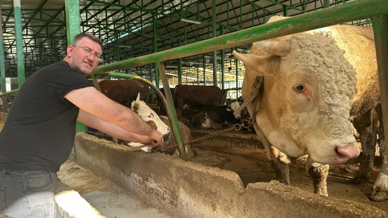 Tonluk boğayı 400 bin liraya sattı