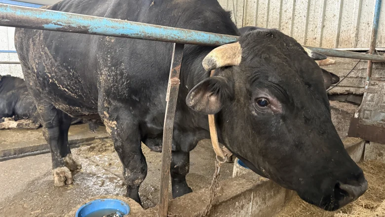 Tonluk kurbanlıkların besisi özel!