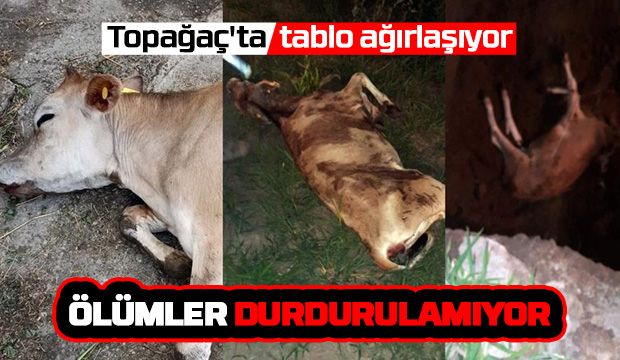 Topağaç'ta ölümler durdurulamıyor, üretici isyanda