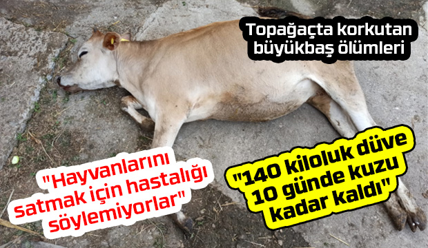 Topağaçta ölümler kontrol altına alınmaya çalışılıyor