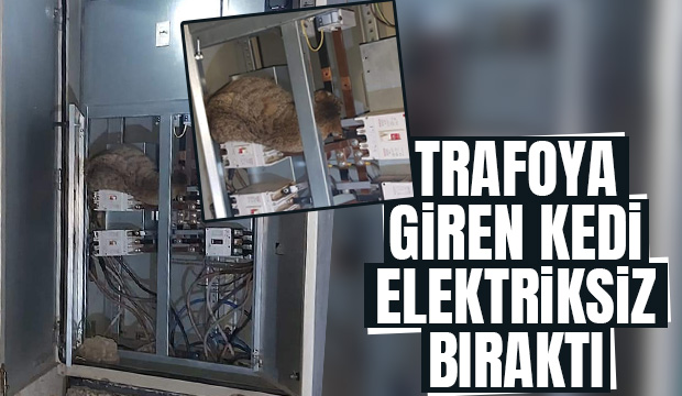 Trafoya giren kedi elektriksiz bıraktı