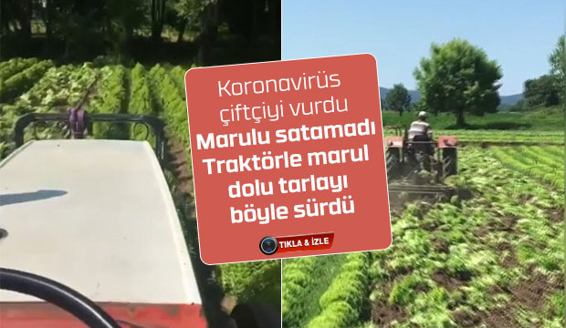 Traktörle marul dolu tarlayı böyle sürdü