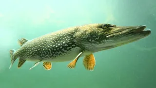 Turna balığı av yasağı başlıyor