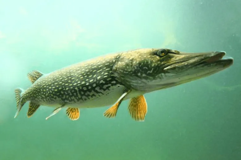 Turna balığı av yasağı başlıyor